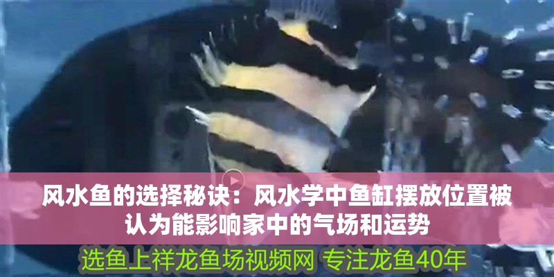 風水魚的選擇秘訣：風水學中魚缸擺放位置被認為能影響家中的氣場和運勢
