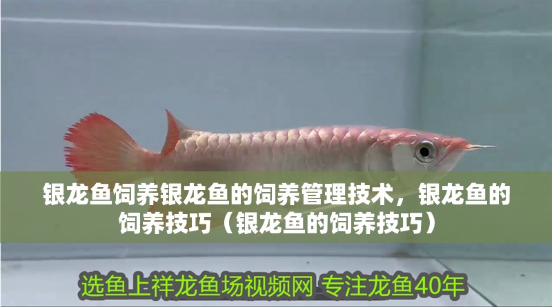 銀龍魚飼養銀龍魚的飼養管理技術，銀龍魚的飼養技巧（銀龍魚的飼養技巧） 銀龍魚飼養銀龍魚的飼養管理技術，銀龍魚的飼養技巧（銀龍魚的飼養技巧） 銀龍魚百科