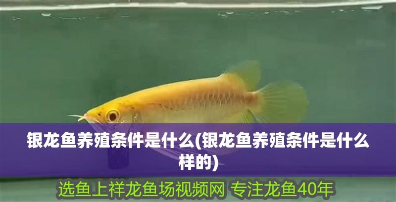 銀龍魚養殖條件是什么(銀龍魚養殖條件是什么樣的) 銀龍魚養殖條件是什么(銀龍魚養殖條件是什么樣的) 銀龍魚百科