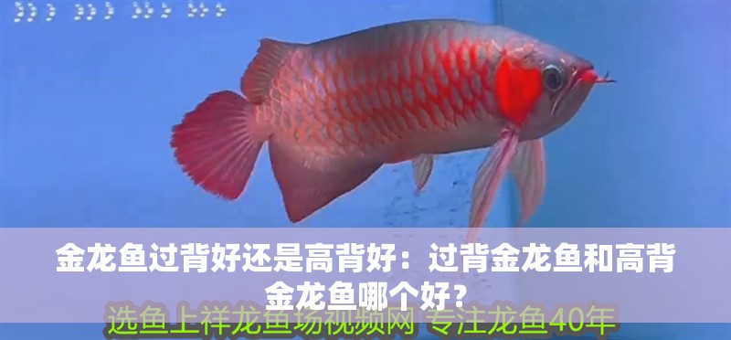 金龍魚過背好還是高背好：過背金龍魚和高背金龍魚哪個好？