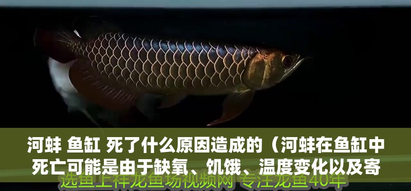 河蚌 魚缸 死了什么原因造成的（河蚌在魚缸中死亡可能是由于缺氧、饑餓、溫度變化以及寄生蟲等因素造成的） 河蚌 魚缸 死了什么原因造成的（河蚌在魚缸中死亡可能是由于缺氧、饑餓、溫度變化以及寄生蟲等因素造成的） 魚缸百科