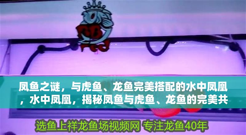 鳳魚之謎，與虎魚、龍魚完美搭配的水中鳳凰，水中鳳凰，揭秘鳳魚與虎魚、龍魚的完美共生之謎 鳳魚之謎，與虎魚、龍魚完美搭配的水中鳳凰，水中鳳凰，揭秘鳳魚與虎魚、龍魚的完美共生之謎 龍魚百科 第1張