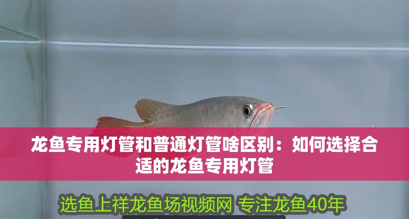 龍魚專用燈管和普通燈管啥區別：如何選擇合適的龍魚專用燈管 龍魚專用燈管和普通燈管啥區別：如何選擇合適的龍魚專用燈管 龍魚百科