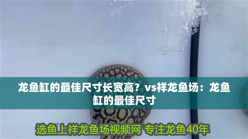 龍魚缸的最佳尺寸長寬高?vs祥龍魚場:龍魚缸的最佳尺寸 vs祥龍魚場 第1張 龍魚缸的最佳尺寸長寬高?vs祥龍魚場:龍魚缸的最佳尺寸 龍魚缸的最佳尺寸長寬高?vs祥龍魚場:龍魚缸的最佳尺寸 vs祥龍魚場 第1張