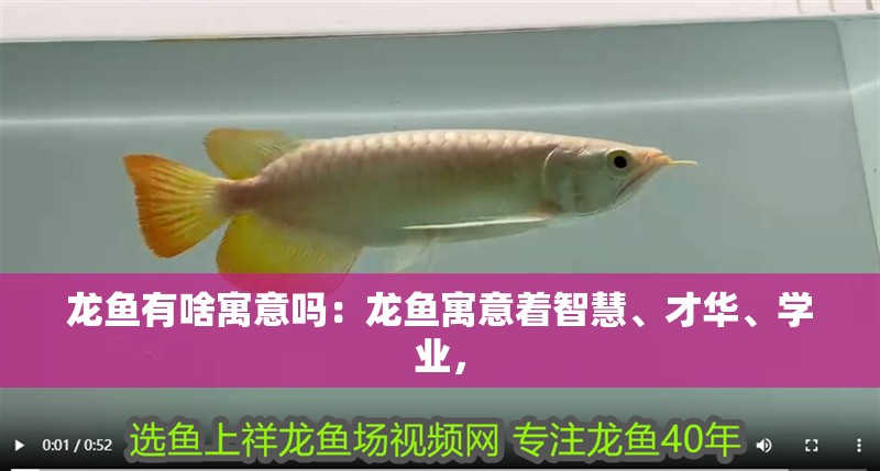 龍魚有啥寓意嗎：龍魚寓意著智慧、才華、學業，