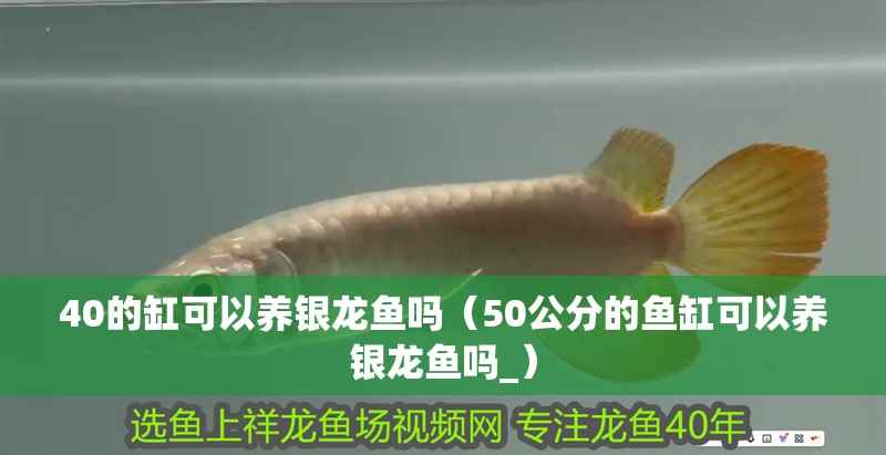 40的缸可以養銀龍魚嗎（50公分的魚缸可以養銀龍魚嗎_）