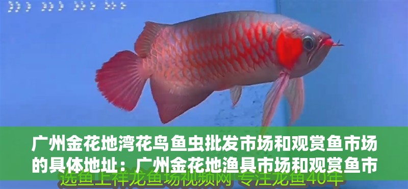 廣州金花地灣花鳥魚蟲批發市場和觀賞魚市場的具體地址：廣州金花地漁具市場和觀賞魚市場的競爭分析廣州金花地漁具市場