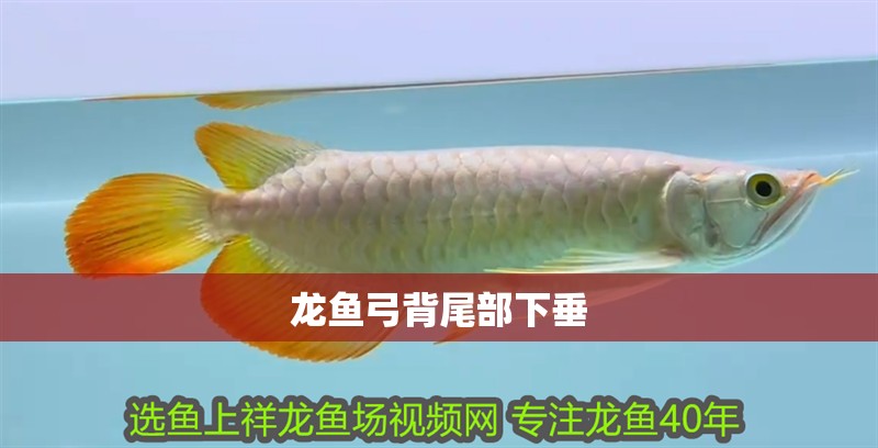 龍魚弓背尾部下垂