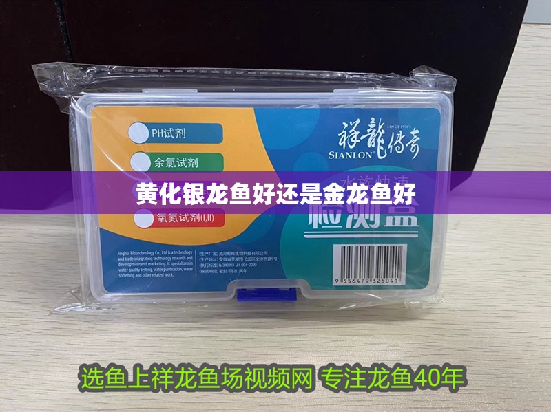 我的虎魚真菌感染了要怎么處理 黃化銀龍魚好還是金龍魚好 銀龍魚百科 黃化銀龍魚好還是金龍魚好 黃化銀龍魚好還是金龍魚好 銀龍魚百科