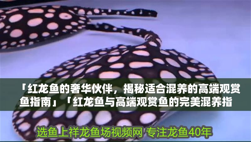 「紅龍魚的奢華伙伴，揭秘適合混養的高端觀賞魚指南」「紅龍魚與高端觀賞魚的完美混養指南」 「紅龍魚的奢華伙伴，揭秘適合混養的高端觀賞魚指南」「紅龍魚與高端觀賞魚的完美混養指南」 龍魚百科 第1張