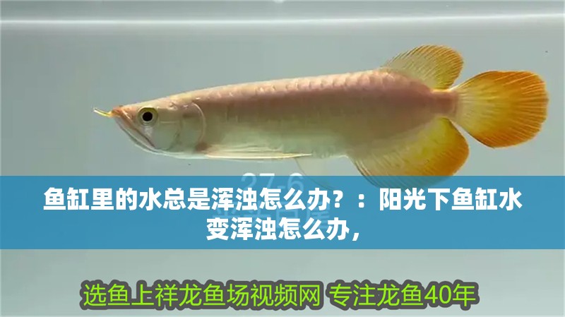魚缸里的水總是渾濁怎么辦？：陽光下魚缸水變渾濁怎么辦，