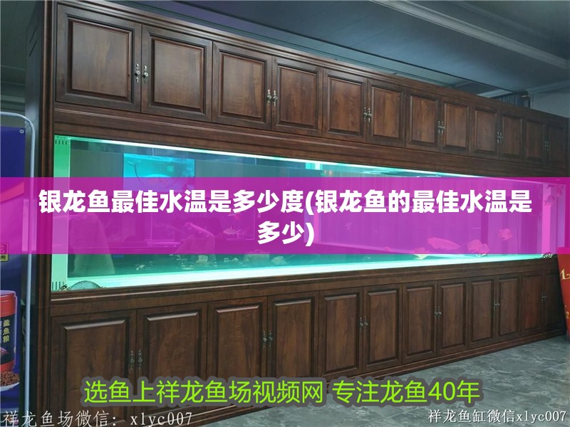 銀龍魚最佳水溫是多少度(銀龍魚的最佳水溫是多少)