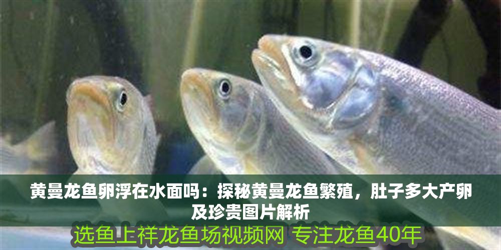 黃曼龍魚(yú)卵浮在水面嗎：探秘黃曼龍魚(yú)繁殖，肚子多大產(chǎn)卵及珍貴圖片解析