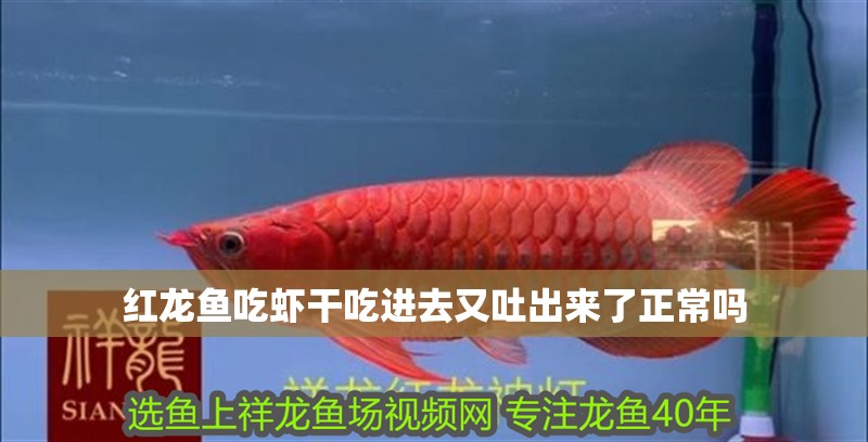 紅龍魚吃蝦干吃進去又吐出來了正常嗎