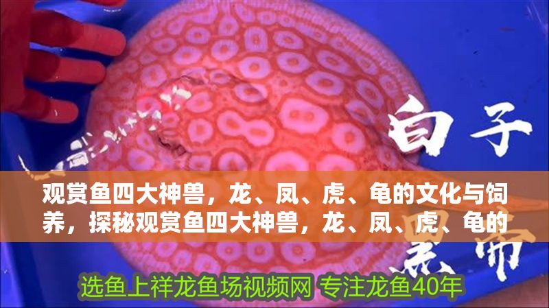 觀賞魚四大神獸，龍、鳳、虎、龜的文化與飼養，探秘觀賞魚四大神獸，龍、鳳、虎、龜的文化寓意與飼養技巧