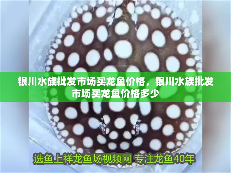 銀川水族批發市場買龍魚價格，銀川水族批發市場買龍魚價格多少