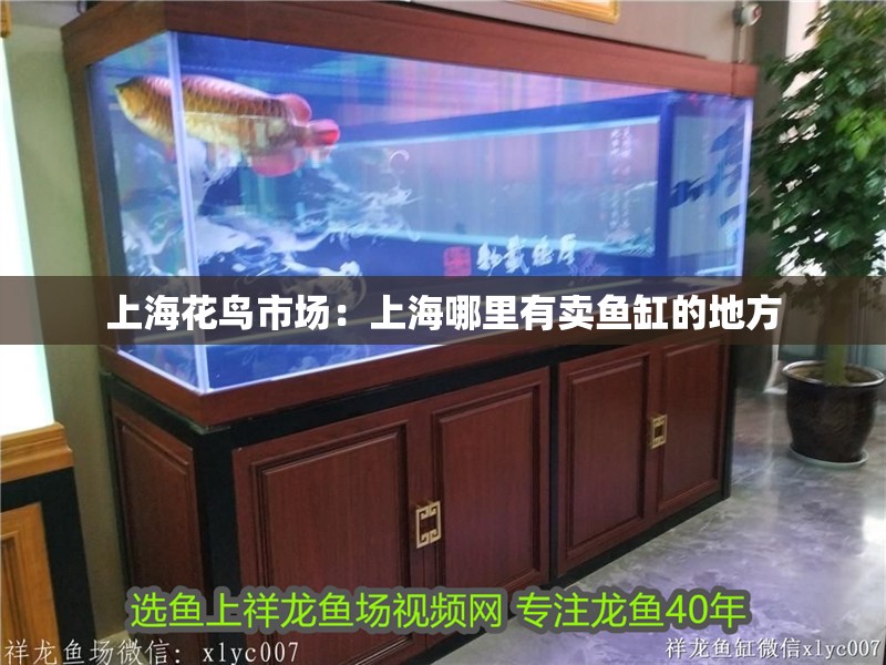 上海花鳥市場：上海哪里有賣魚缸的地方
