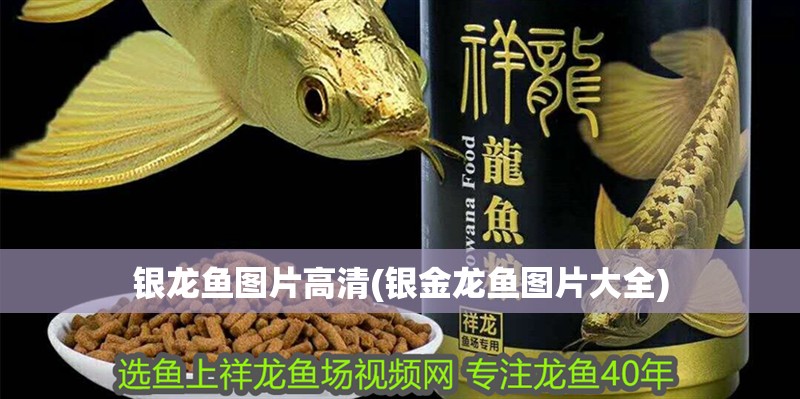 銀龍魚圖片高清(銀金龍魚圖片大全)