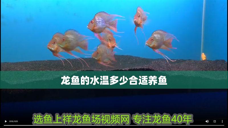 龍魚(yú)的水溫多少合適養(yǎng)魚(yú) 龍魚(yú)的水溫多少合適養(yǎng)魚(yú) 龍魚(yú)百科 第2張