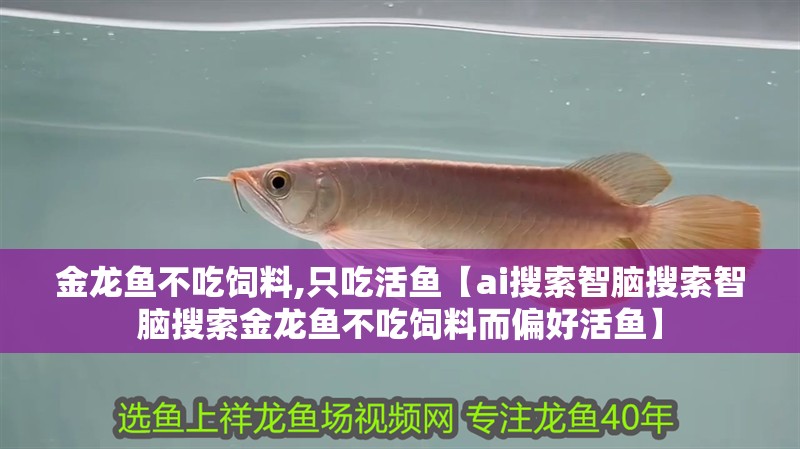 金龍魚不吃飼料,只吃活魚【ai搜索智腦搜索智腦搜索金龍魚不吃飼料而偏好活魚】