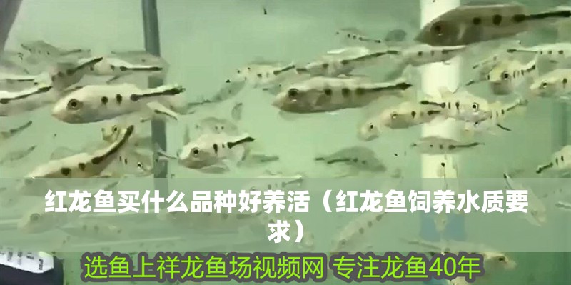 紅龍魚買什么品種好養活（紅龍魚飼養水質要求）