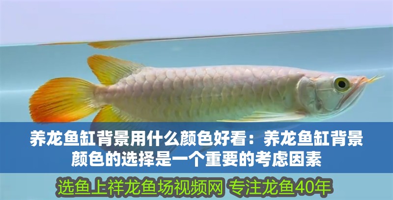 養(yǎng)龍魚缸背景用什么顏色好看：養(yǎng)龍魚缸背景顏色的選擇是一個重要的考慮因素