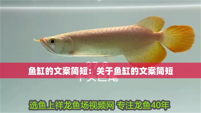 魚缸的文案簡短：關(guān)于魚缸的文案簡短