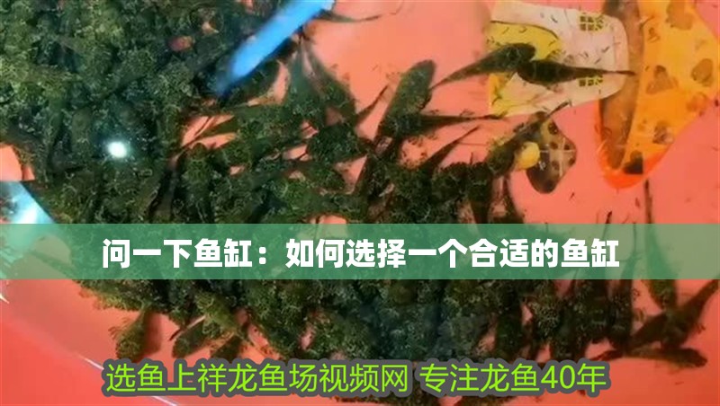 問一下魚缸：如何選擇一個(gè)合適的魚缸