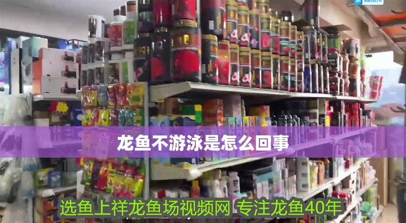 龍魚不游泳是怎么回事