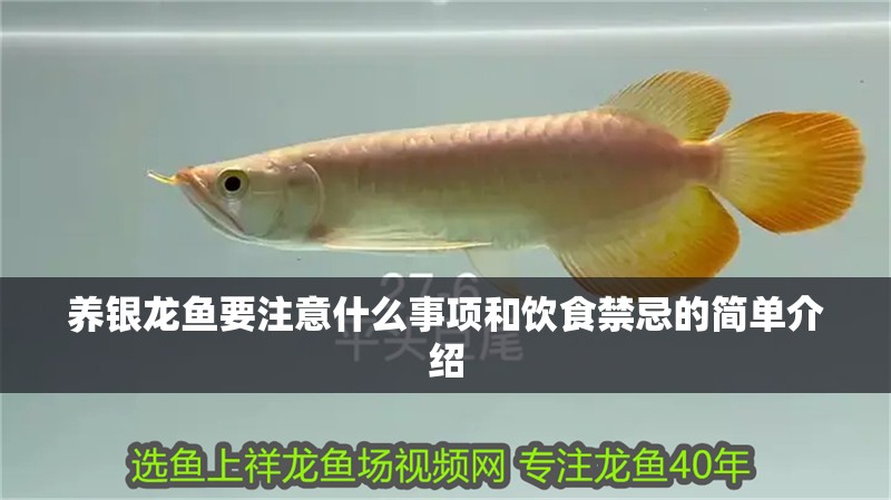 養(yǎng)銀龍魚要注意什么事項和飲食禁忌的簡單介紹