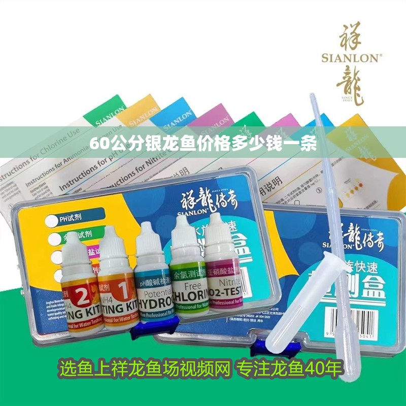 60公分銀龍魚價格多少錢一條 60公分銀龍魚價格多少錢一條 銀龍魚百科