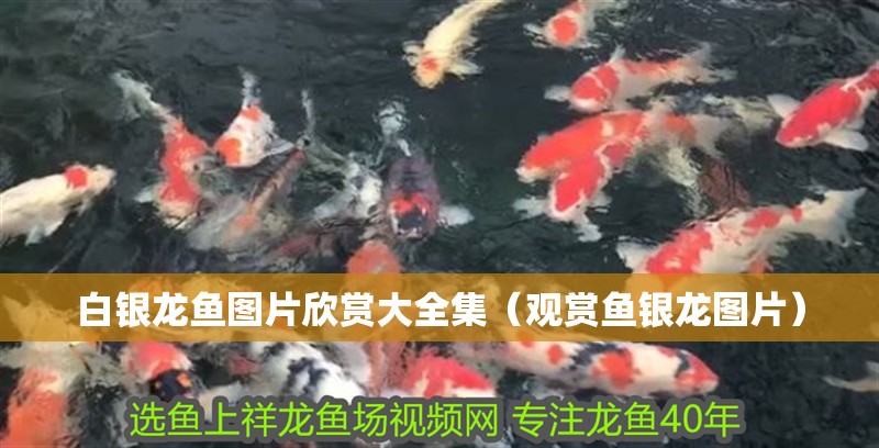 白銀龍魚圖片欣賞大全集（觀賞魚銀龍圖片）