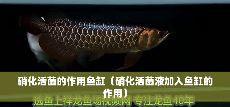 硝化活菌的作用魚缸（硝化活菌液加入魚缸的作用）