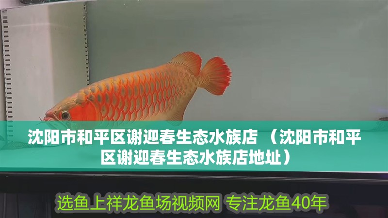 沈陽市和平區謝迎春生態水族店 （沈陽市和平區謝迎春生態水族店地址）