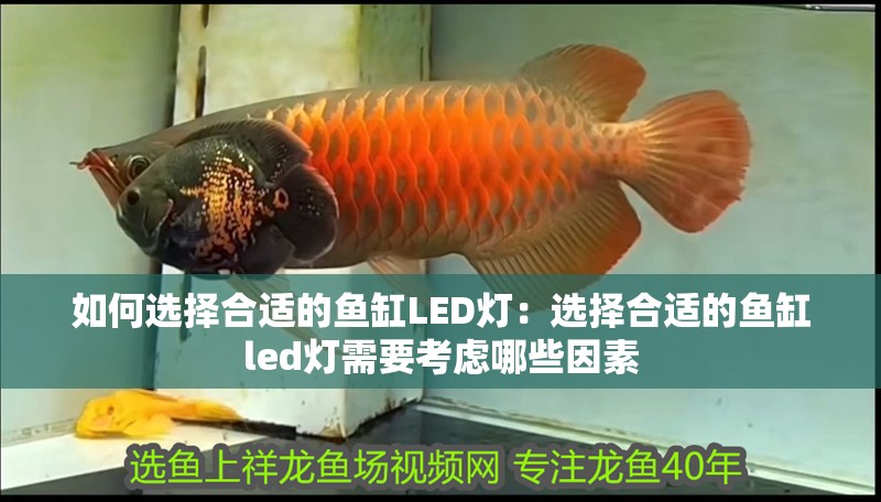 如何選擇合適的魚缸LED燈：選擇合適的魚缸led燈需要考慮哪些因素
