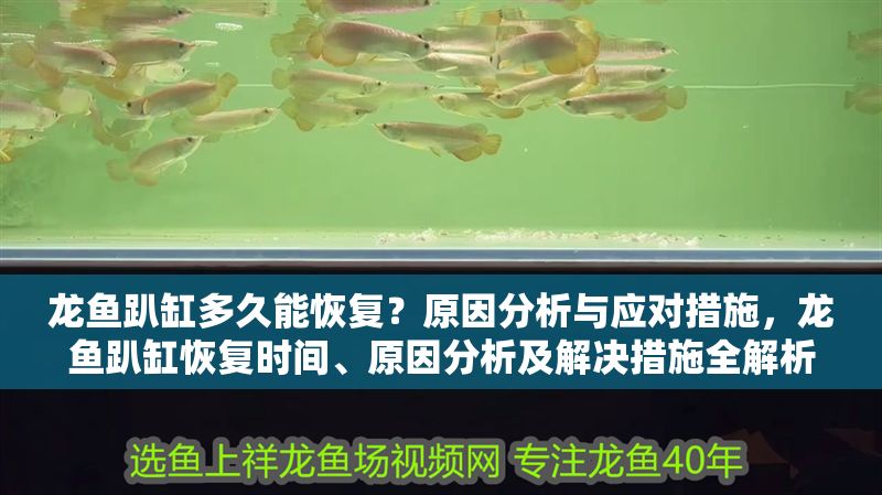 龍魚趴缸多久能恢復?原因分析與應對措施,龍魚趴缸恢復時間、原因分析及解決措施全解析 龍魚常見疾病 第1張 龍魚趴缸多久能恢復?原因分析與應對措施,龍魚趴缸恢復時間、原因分析及解決措施全解析 龍魚趴缸多久能恢復?原因分析與應對措施,龍魚趴缸恢復時間、原因分析及解決措施全解析 龍魚常見疾病 第1張