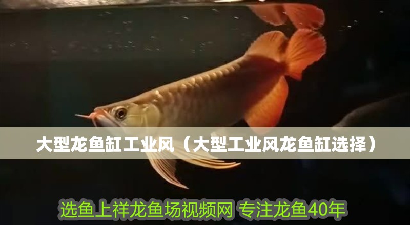 大型龍魚缸工業風（大型工業風龍魚缸選擇）
