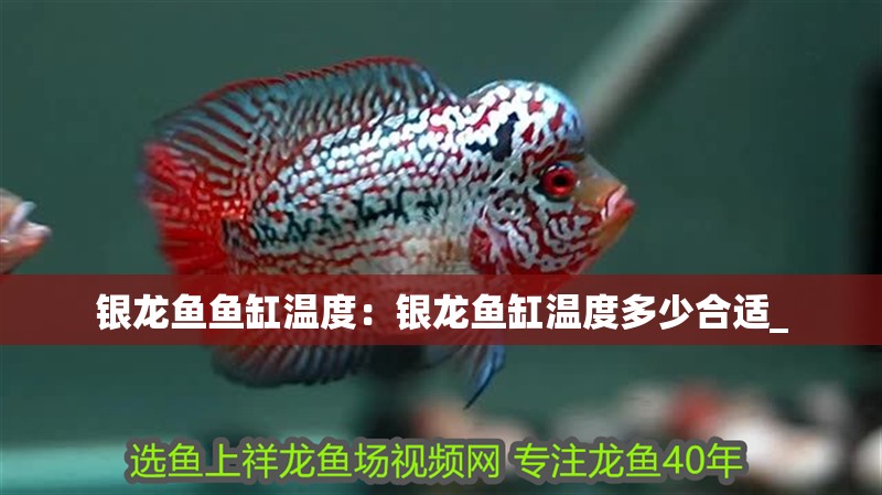 銀龍魚魚缸溫度：銀龍魚缸溫度多少合適_