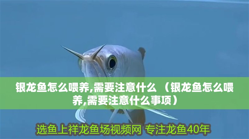 銀龍魚怎么喂養(yǎng),需要注意什么 （銀龍魚怎么喂養(yǎng),需要注意什么事項） 銀龍魚怎么喂養(yǎng),需要注意什么 （銀龍魚怎么喂養(yǎng),需要注意什么事項） 銀龍魚百科