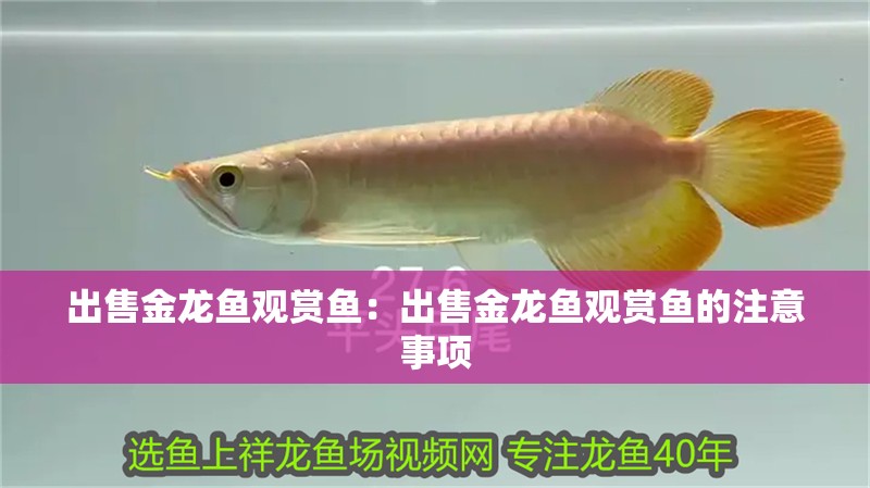 出售金龍魚觀賞魚：出售金龍魚觀賞魚的注意事項