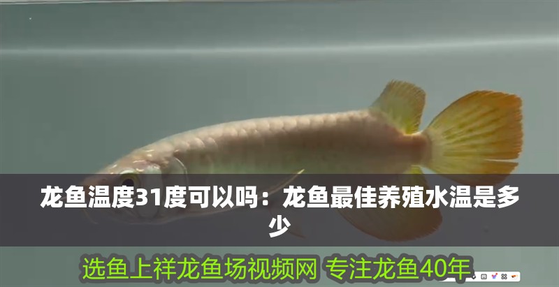 龍魚溫度31度可以嗎：龍魚最佳養殖水溫是多少 龍魚溫度31度可以嗎：龍魚最佳養殖水溫是多少 龍魚百科