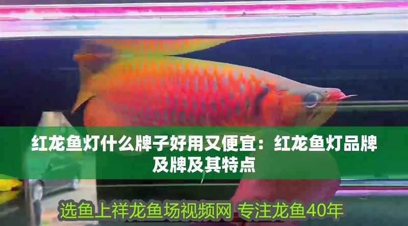 紅龍魚燈什么牌子好用又便宜：紅龍魚燈品牌及牌及其特點