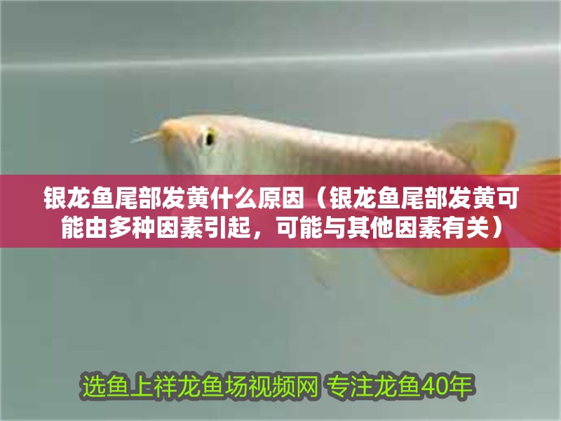 銀龍魚尾部發(fā)黃什么原因（銀龍魚尾部發(fā)黃可能由多種因素引起，可能與其他因素有關(guān)）
