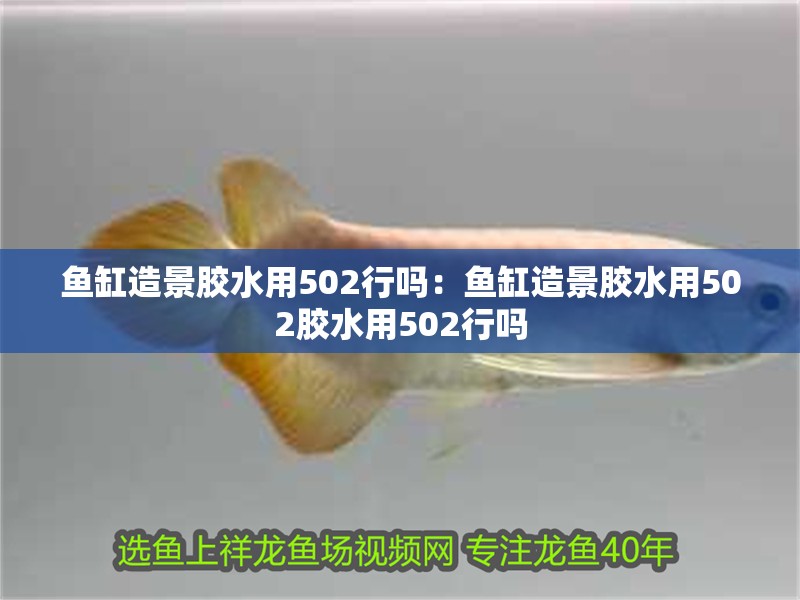 魚缸造景膠水用502行嗎：魚缸造景膠水用502膠水用502行嗎 魚缸造景膠水用502行嗎：魚缸造景膠水用502膠水用502行嗎 魚缸百科