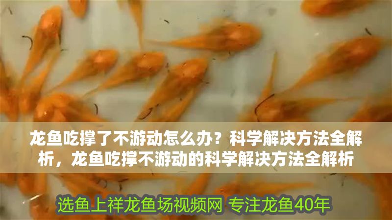 龍魚吃撐了不游動怎么辦？科學(xué)解決方法全解析，龍魚吃撐不游動的科學(xué)解決方法全解析