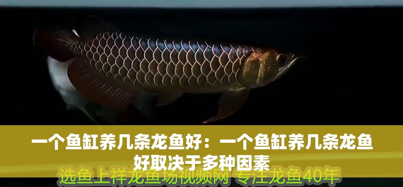 一個魚缸養幾條龍魚好：一個魚缸養幾條龍魚好取決于多種因素 一個魚缸養幾條龍魚好：一個魚缸養幾條龍魚好取決于多種因素 龍魚百科