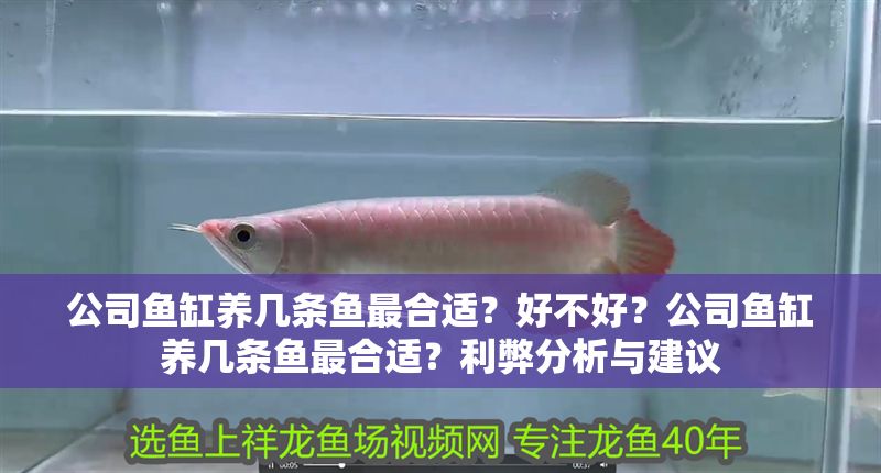 公司魚缸養幾條魚最合適？好不好？公司魚缸養幾條魚最合適？利弊分析與建議