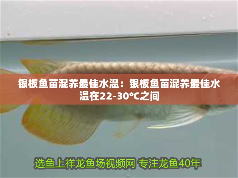 銀板魚苗混養最佳水溫：銀板魚苗混養最佳水溫在22-30℃之間 銀板魚苗混養最佳水溫：銀板魚苗混養最佳水溫在22-30℃之間 龍魚百科