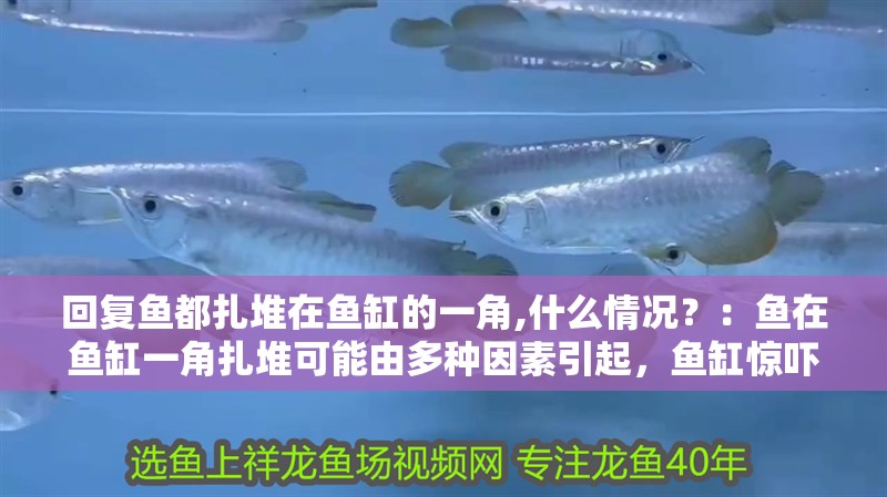 回復魚都扎堆在魚缸的一角,什么情況？：魚在魚缸一角扎堆可能由多種因素引起，魚缸驚嚇后如何安撫 回復魚都扎堆在魚缸的一角,什么情況？：魚在魚缸一角扎堆可能由多種因素引起，魚缸驚嚇后如何安撫 魚缸百科