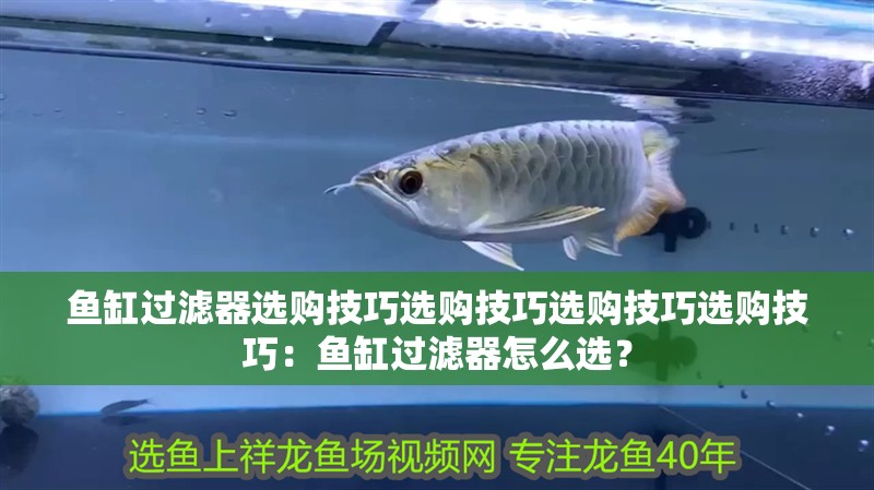 魚缸過濾器選購技巧選購技巧選購技巧選購技巧：魚缸過濾器怎么選？ 魚缸過濾器選購技巧選購技巧選購技巧選購技巧：魚缸過濾器怎么選？ 魚缸百科